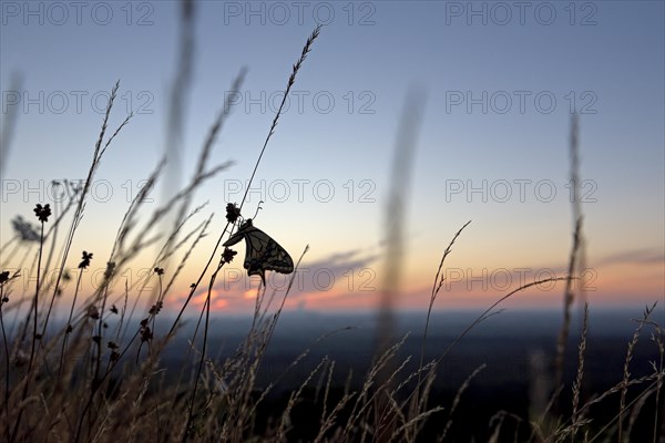 Swallowtail (Papilio machaon), at the roost, at sunrise, against the morning sky, Bottrop, Ruhr area, North Rhine-Westphalia, Germany, Europe