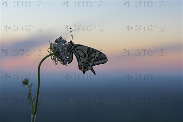 Swallowtail (Papilio machaon), at the roost, at sunrise, against the morning sky, Bottrop, Ruhr area, North Rhine-Westphalia, Germany, Europe
