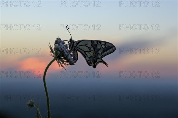 Swallowtail (Papilio machaon), at the roost, at sunrise, against the morning sky, Bottrop, Ruhr area, North Rhine-Westphalia, Germany, Europe