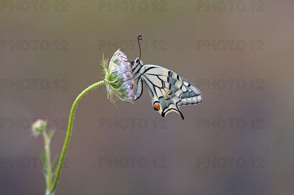 Swallowtail (Papilio machaon), at the roost, shortly in front of sunrise, Bottrop, Ruhr area, North Rhine-Westphalia, Germany, Europe