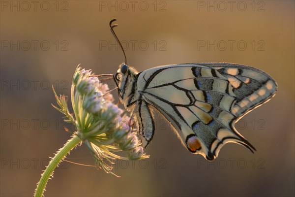Swallowtail (Papilio machaon), at the roost, shortly after sunrise, backlit, Bottrop, Ruhr area, North Rhine-Westphalia, Germany, Europe
