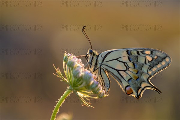 Swallowtail (Papilio machaon), at the roost, shortly after sunrise, backlit, Bottrop, Ruhr area, North Rhine-Westphalia, Germany, Europe