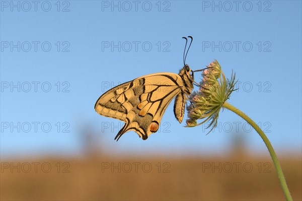 Swallowtail (Papilio machaon), at roost, shortly after sunrise, against blue sky, Bottrop, Ruhr area, North Rhine-Westphalia, Germany, Europe