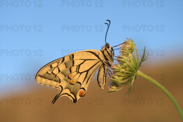 Swallowtail (Papilio machaon), at roost, shortly after sunrise, against blue sky, Bottrop, Ruhr area, North Rhine-Westphalia, Germany, Europe