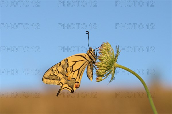 Swallowtail (Papilio machaon), at roost, shortly after sunrise, against blue sky, Bottrop, Ruhr area, North Rhine-Westphalia, Germany, Europe