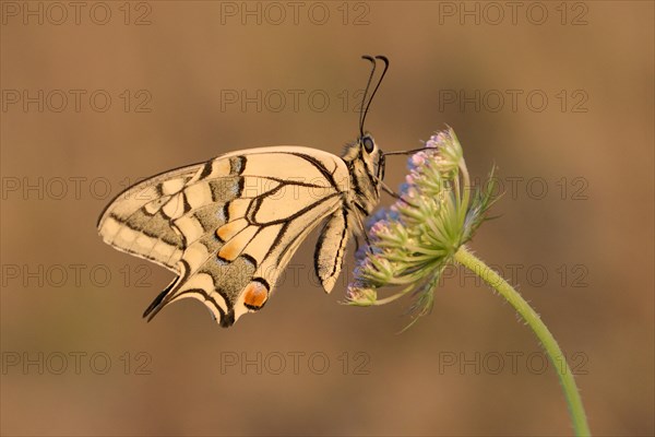 Swallowtail (Papilio machaon), at the roost, shortly after sunrise, Bottrop, Ruhr area, North Rhine-Westphalia, Germany, Europe