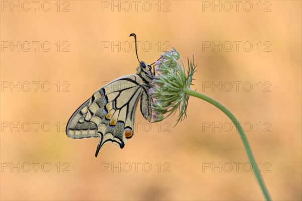 Swallowtail (Papilio machaon), at the roost, shortly after sunrise, Bottrop, Ruhr area, North Rhine-Westphalia, Germany, Europe