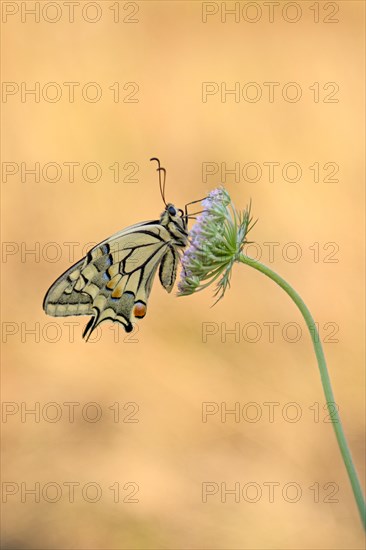 Swallowtail (Papilio machaon), at the roost, shortly after sunrise, Bottrop, Ruhr area, North Rhine-Westphalia, Germany, Europe