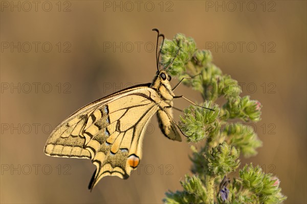 Swallowtail (Papilio machaon), at the roost, shortly after sunrise, Bottrop, Ruhr area, North Rhine-Westphalia, Germany, Europe