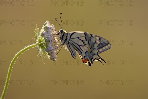 Swallowtail (Papilio machaon), at the roost, shortly after sunrise, backlit, Bottrop, Ruhr area, North Rhine-Westphalia, Germany, Europe