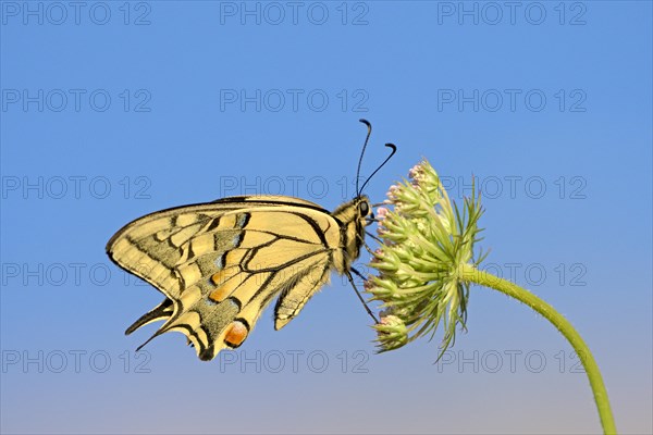 Swallowtail (Papilio machaon), at roost, shortly after sunrise, against blue sky, Bottrop, Ruhr area, North Rhine-Westphalia, Germany, Europe