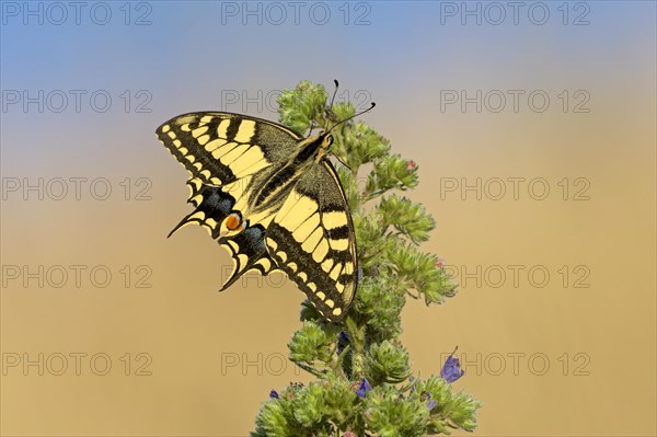 Swallowtail (Papilio machaon), at the roost at sunrise, shortly in front of departure, Bottrop, Ruhr area, North Rhine-Westphalia, Germany, Europe