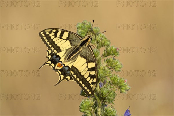 Swallowtail (Papilio machaon), at the roost at sunrise, shortly in front of departure, Bottrop, Ruhr area, North Rhine-Westphalia, Germany, Europe