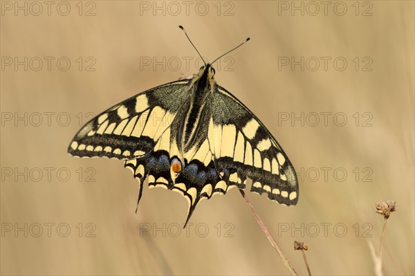 Swallowtail (Papilio machaon), at the roost at sunrise, shortly in front of departure, Bottrop, Ruhr area, North Rhine-Westphalia, Germany, Europe