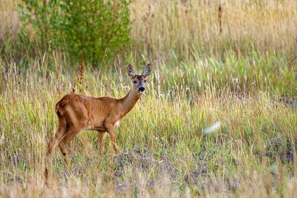 European roe deer (Capreolus capreolus), doe, morning, Bottrop, Ruhr area, North Rhine-Westphalia, Germany, Europe