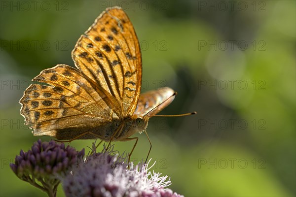 Silver-washed fritillary (Argynnis paphia), foraging, backlit, Gahlen, North Rhine-Westphalia, Germany, Europe