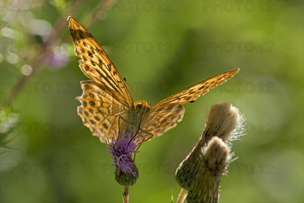 Silver-washed fritillary (Argynnis paphia), foraging, backlit, Gahlen, North Rhine-Westphalia, Germany, Europe