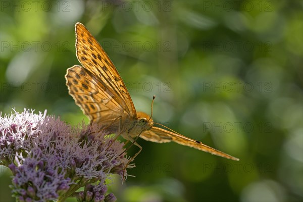 Silver-washed fritillary (Argynnis paphia), foraging, backlit, Gahlen, North Rhine-Westphalia, Germany, Europe