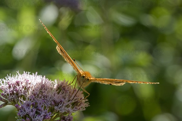 Silver-washed fritillary (Argynnis paphia), foraging, backlit, Gahlen, North Rhine-Westphalia, Germany, Europe