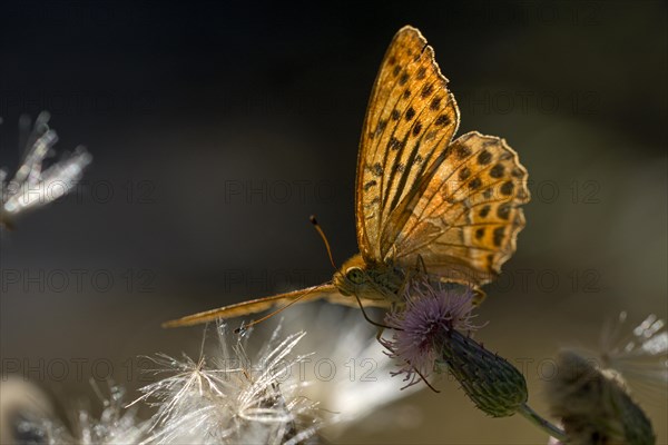 Silver-washed fritillary (Argynnis paphia), foraging, backlit, Gahlen, North Rhine-Westphalia, Germany, Europe