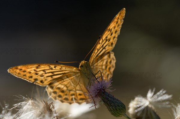 Silver-washed fritillary (Argynnis paphia), foraging, backlit, Gahlen, North Rhine-Westphalia, Germany, Europe