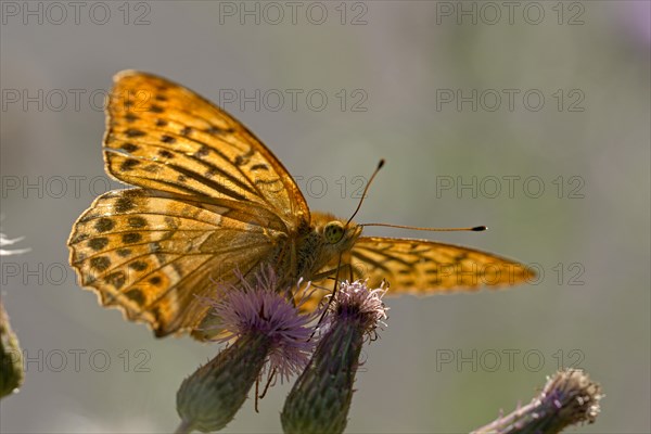 Silver-washed fritillary (Argynnis paphia), foraging, backlit, Gahlen, North Rhine-Westphalia, Germany, Europe