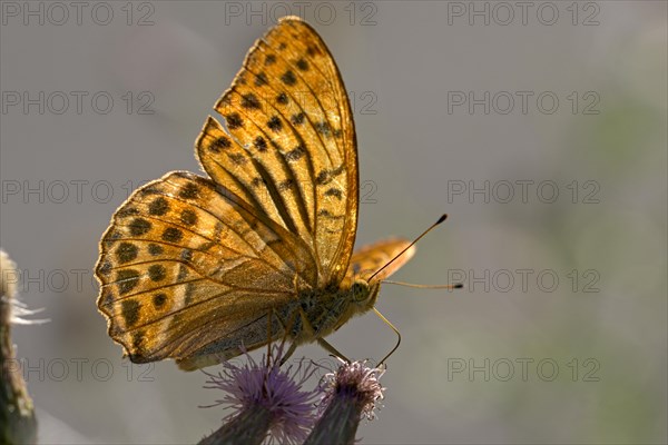 Silver-washed fritillary (Argynnis paphia), foraging, backlit, Gahlen, North Rhine-Westphalia, Germany, Europe