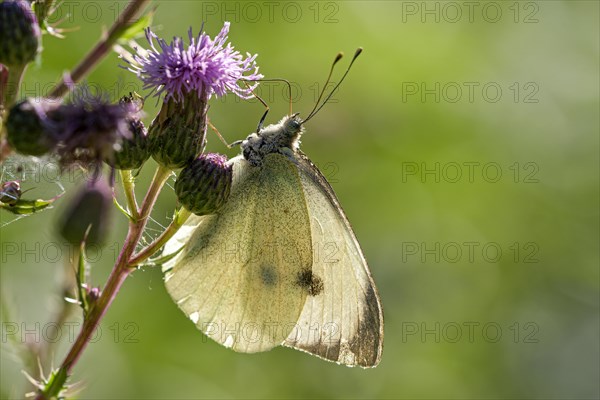 Large cabbage white butterfly (Pieris brassica), foraging on a thistle, Gahlen, North Rhine-Westphalia, Germany, Europe