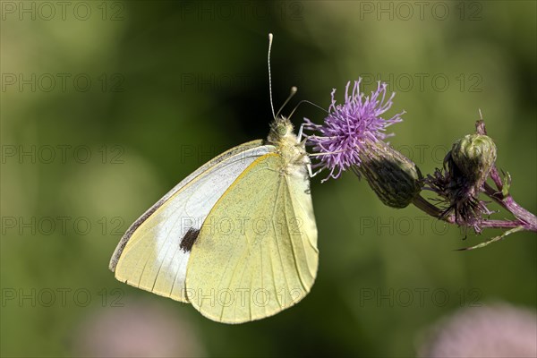 Large cabbage white butterfly (Pieris brassica), foraging on a thistle, Gahlen, North Rhine-Westphalia, Germany, Europe