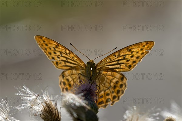 Silver-washed fritillary (Argynnis paphia), foraging, backlit, Gahlen, North Rhine-Westphalia, Germany, Europe