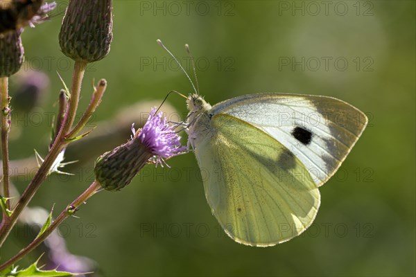 Large cabbage white butterfly (Pieris brassica), foraging on a thistle, Gahlen, North Rhine-Westphalia, Germany, Europe