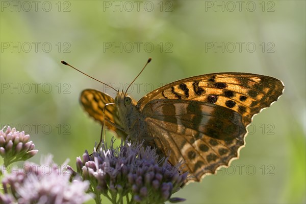 Silver-washed fritillary (Argynnis paphia), foraging, backlit, Gahlen, North Rhine-Westphalia, Germany, Europe