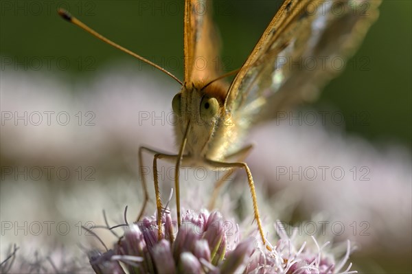 Silver-washed fritillary (Argynnis paphia), portrait, foraging, Gahlen, North Rhine-Westphalia, Germany, Europe