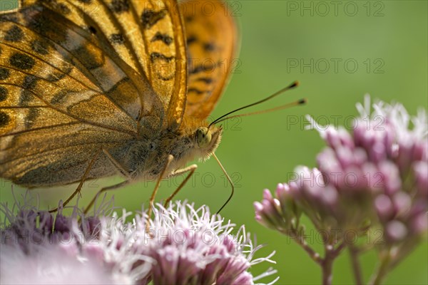 Silver-washed fritillary (Argynnis paphia), portrait, foraging, Gahlen, North Rhine-Westphalia, Germany, Europe