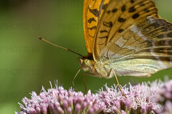 Silver-washed fritillary (Argynnis paphia), portrait, foraging, Gahlen, North Rhine-Westphalia, Germany, Europe