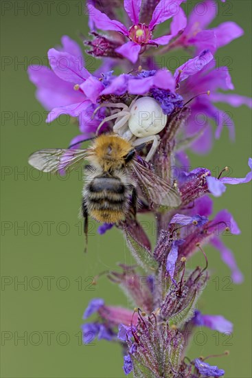 Goldenrod crab spider (Misumena vatia), female, with captured bee, Oberhausen, Ruhr area, North Rhine-Westphalia, Germany, Europe