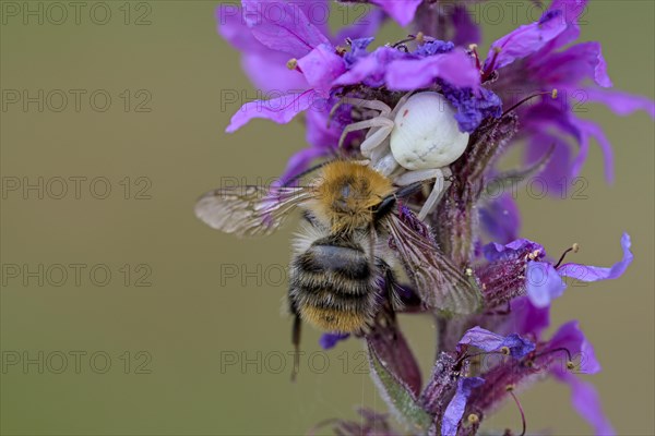 Goldenrod crab spider (Misumena vatia), female, with captured bee, Oberhausen, Ruhr area, North Rhine-Westphalia, Germany, Europe