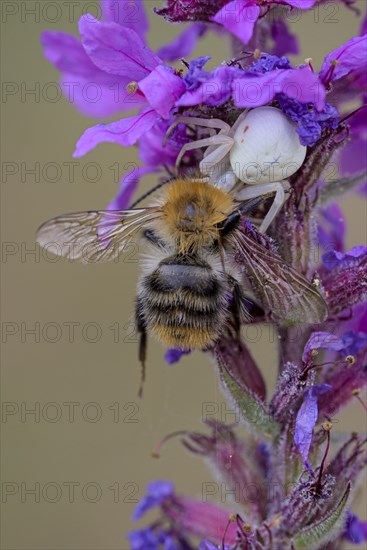 Goldenrod crab spider (Misumena vatia), female, with captured bee, Oberhausen, Ruhr area, North Rhine-Westphalia, Germany, Europe