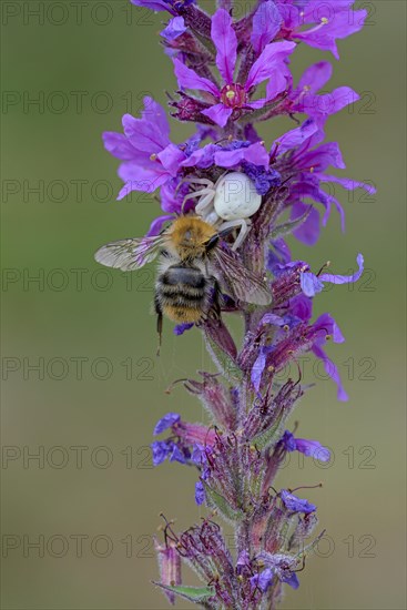 Goldenrod crab spider (Misumena vatia), female, with captured bee, Oberhausen, Ruhr area, North Rhine-Westphalia, Germany, Europe