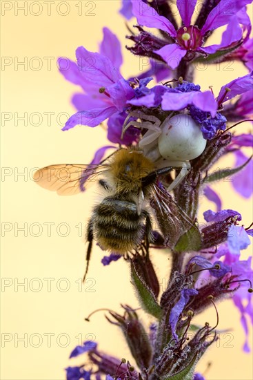 Goldenrod crab spider (Misumena vatia), female, with captured bee, Oberhausen, Ruhr area, North Rhine-Westphalia, Germany, Europe