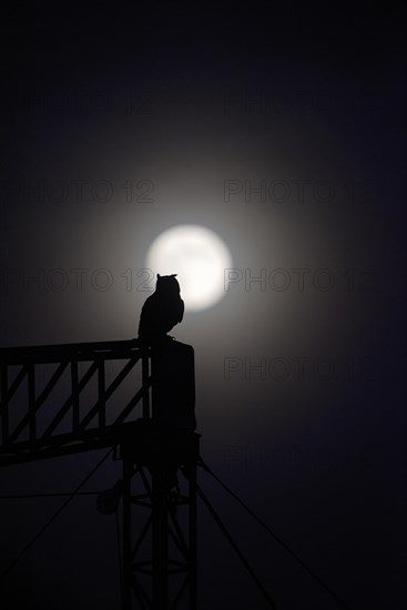 Eurasian eagle-owl (Bubo bubo), adult male, at dusk, under a full moon, Ewald colliery, Herten, Ruhr area, North Rhine-Westphalia, Germany, Europe