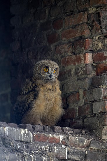 Eurasian eagle-owl (Bubo bubo), young bird after leaving the nest, breeding site is the Malakow tower of the Ewald colliery, Herten, Ruhr area, North Rhine-Westphalia, Germany, Europe
