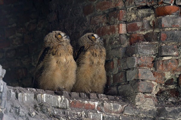 Eurasian eagle-owl (Bubo bubo), young birds after leaving the nest, breeding site is the Malakowturm of the Ewald colliery, Herten, Ruhr area, North Rhine-Westphalia, Germany, Europe