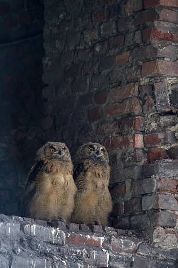 Eurasian eagle-owl (Bubo bubo), young birds after leaving the nest, breeding site is the Malakowturm of the Ewald colliery, Herten, Ruhr area, North Rhine-Westphalia, Germany, Europe