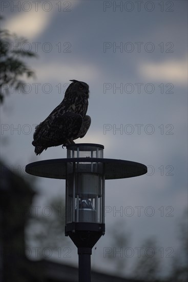 Eurasian eagle-owl (Bubo bubo), adult male on a lantern, at dusk, Ewald colliery, Herten, Ruhr area, North Rhine-Westphalia, Germany, Europe