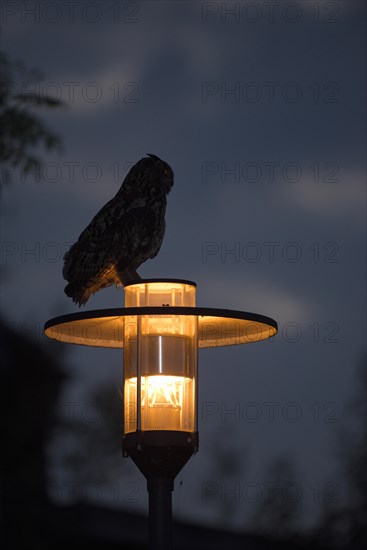 Eurasian eagle-owl (Bubo bubo), adult male on a lantern, at dusk, Ewald colliery, Herten, Ruhr area, North Rhine-Westphalia, Germany, Europe