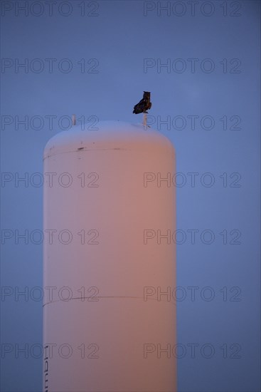 Eurasian eagle-owl (Bubo bubo), adult male, on a vantage point, at dusk, Ewald colliery, Herten, Ruhr area, North Rhine-Westphalia, Germany, Europe