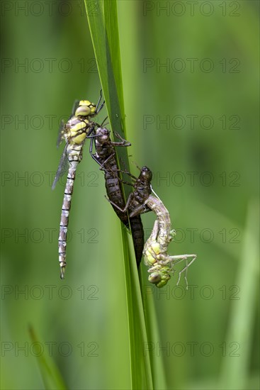 Southern hawker (Aeshna cyanea), freshly hatched dragonflies, with larval skin, Oberhausen, Ruhr area, North Rhine-Westphalia, Germany, Europe