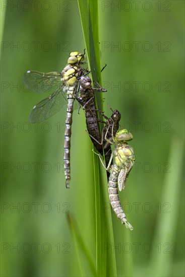 Southern hawker (Aeshna cyanea), freshly hatched dragonflies, with larval skin, Oberhausen, Ruhr area, North Rhine-Westphalia, Germany, Europe