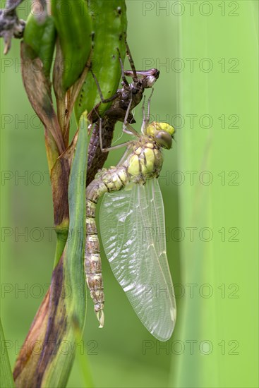 Southern hawker (Aeshna cyanea), freshly hatched, with larval skin, Oberhausen, Ruhr area, North Rhine-Westphalia, Germany, Europe